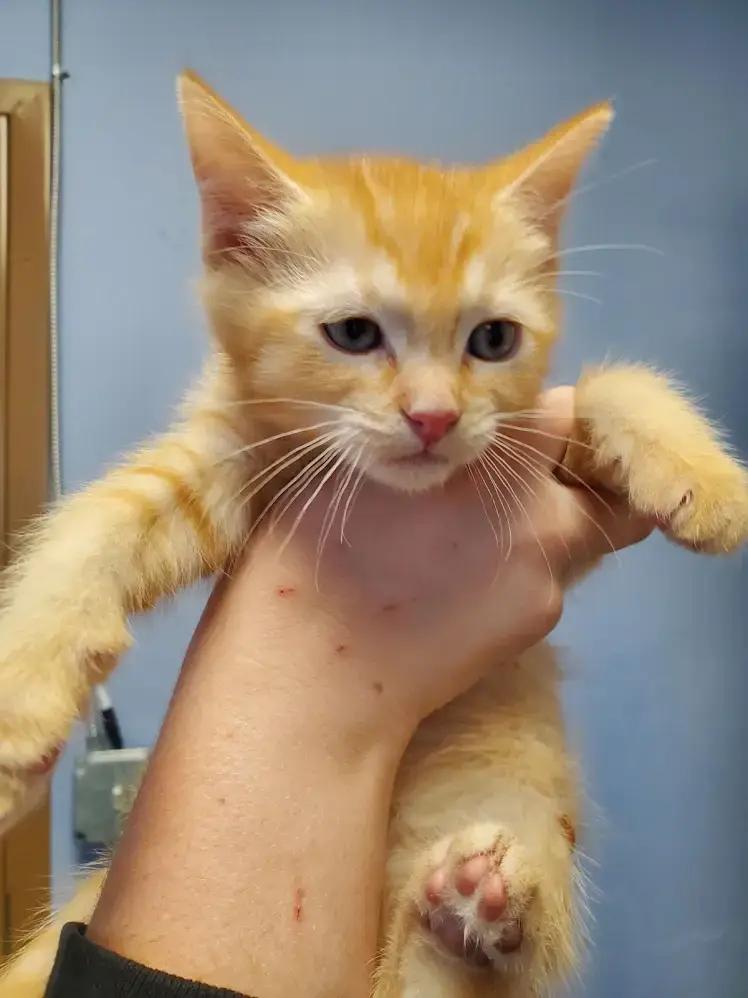 Enlarge Fern, a Adoptable mixed breed in Leadville, CO image 2/5