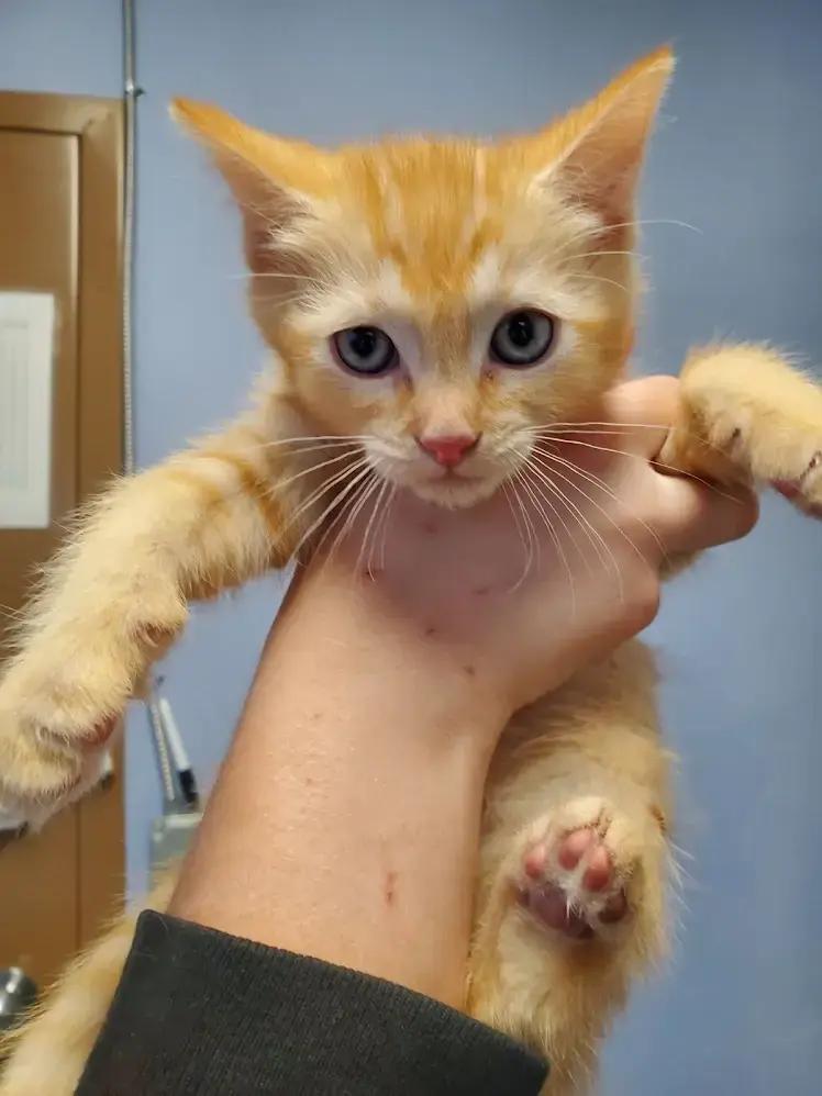 Enlarge Fern, a Adoptable mixed breed in Leadville, CO image 3/5