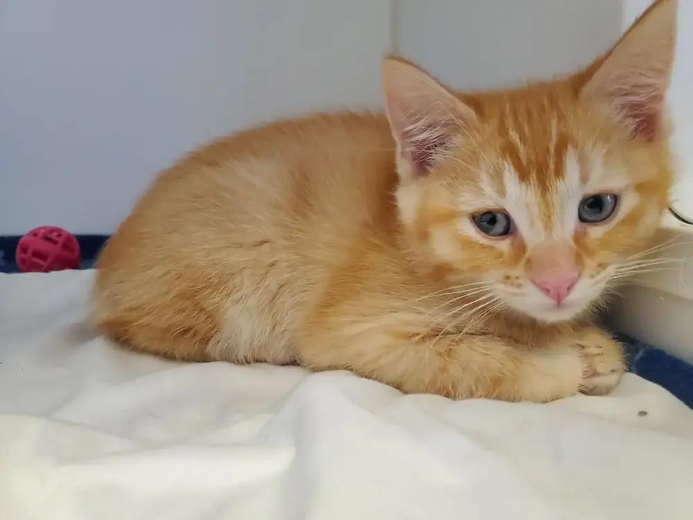 Enlarge Fern, a Adoptable mixed breed in Leadville, CO image 4/5