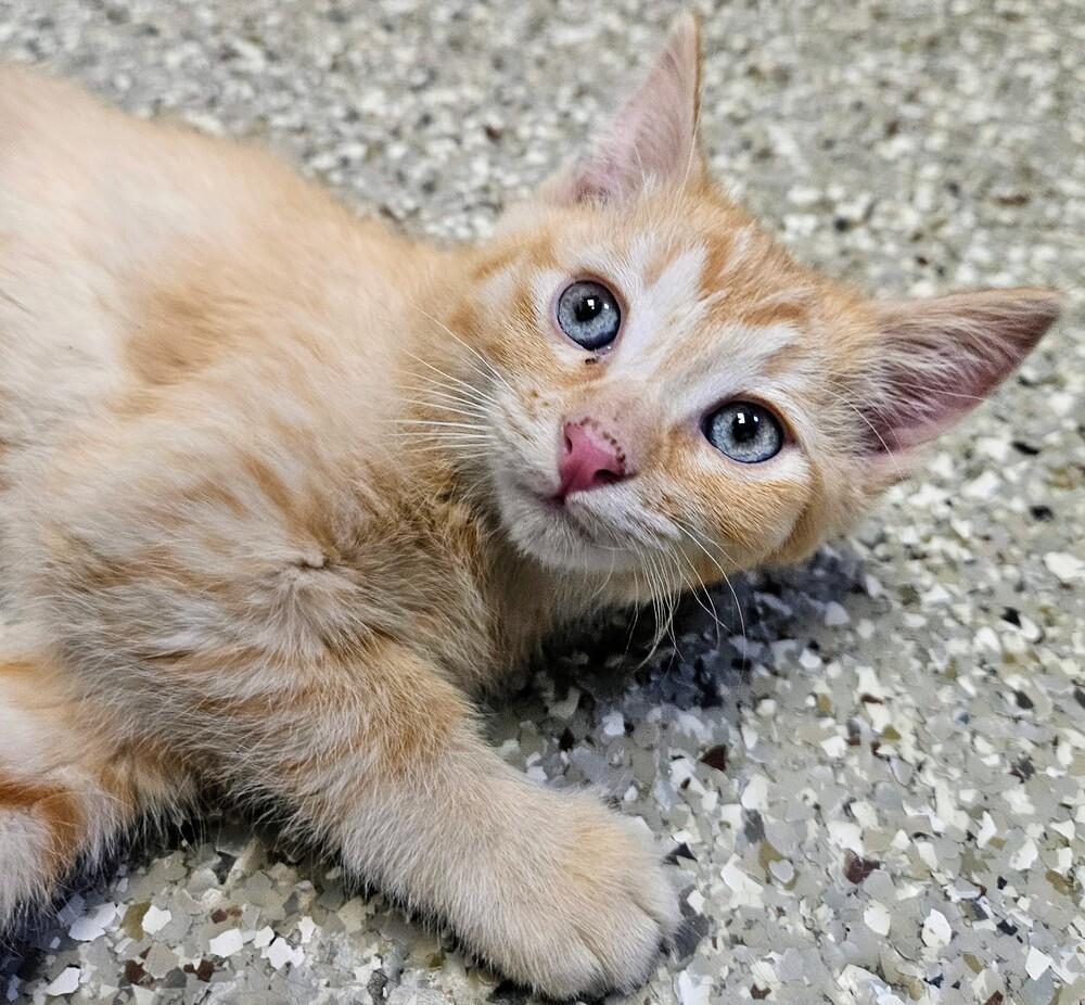 Enlarge Fern, a Adoptable mixed breed in Leadville, CO image 5/5