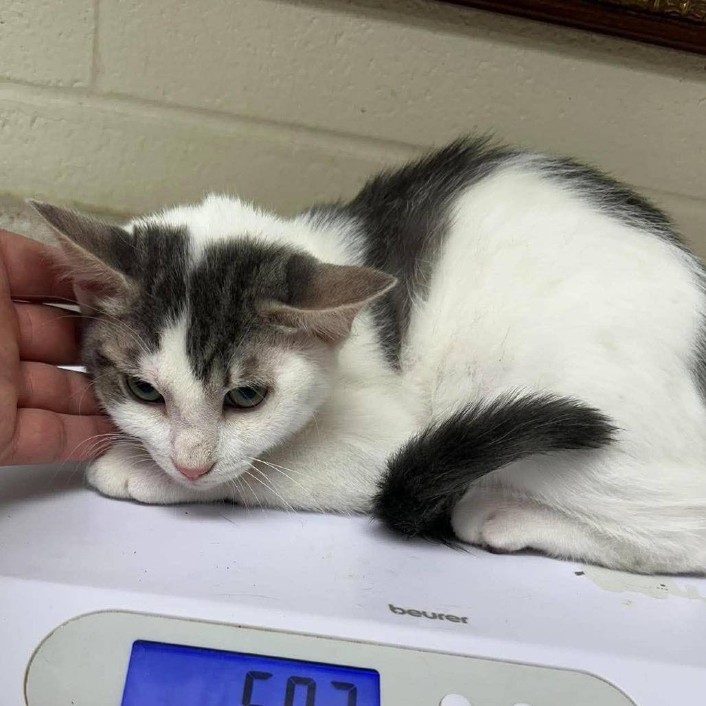 Enlarge Butterbean 26-09-063, a Adoptable Domestic Short Hair in Bastrop, TX image 1/1
