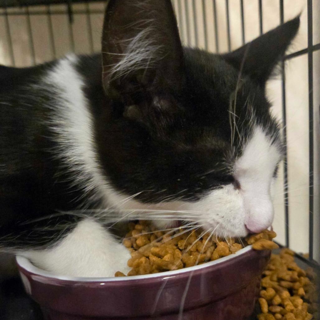 Enlarge Teddy Bear, a Adoptable mixed breed in Commerce City, CO image 2/6