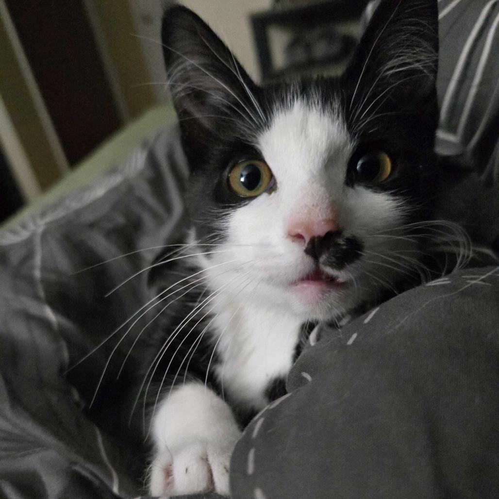 Teddy Bear, Adoptable, Kitten Male Domestic Short Hair & Domestic Short Hair.