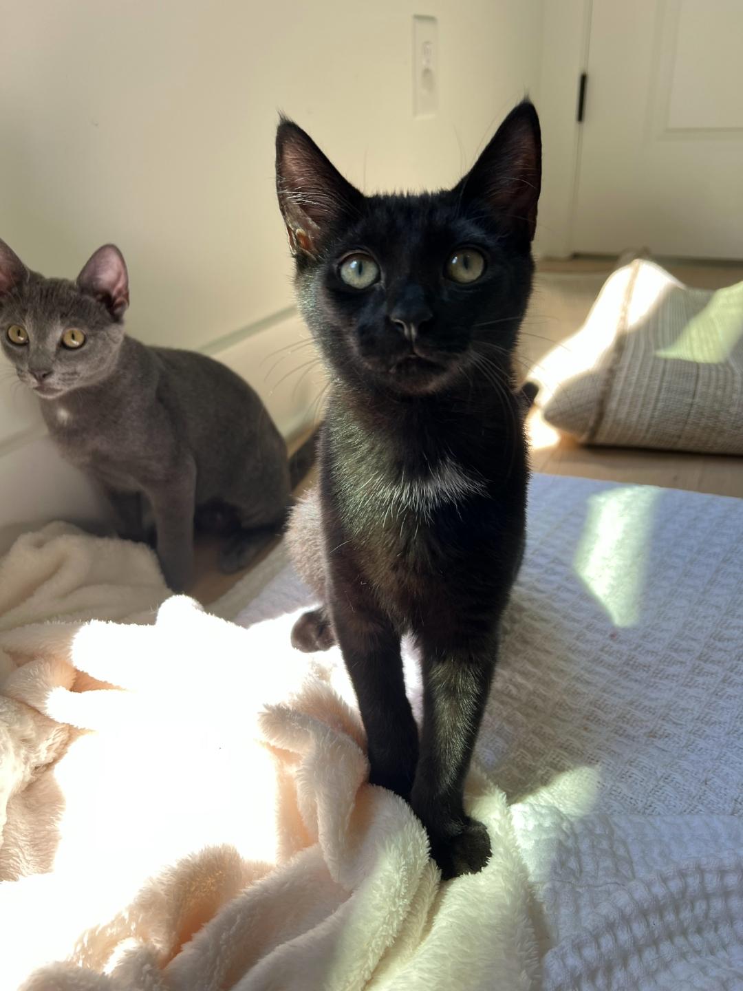 Obsidian, Adopted, Young Female Domestic Short Hair.