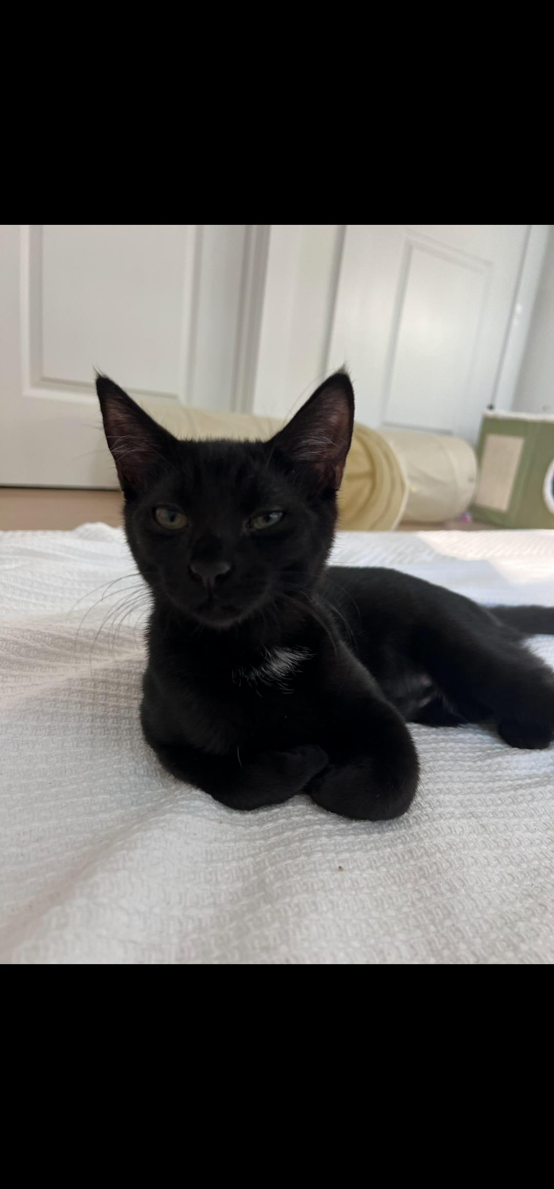 Enlarge Obsidian, a Adopted Domestic Short Hair in Smyrna, GA image 2/4