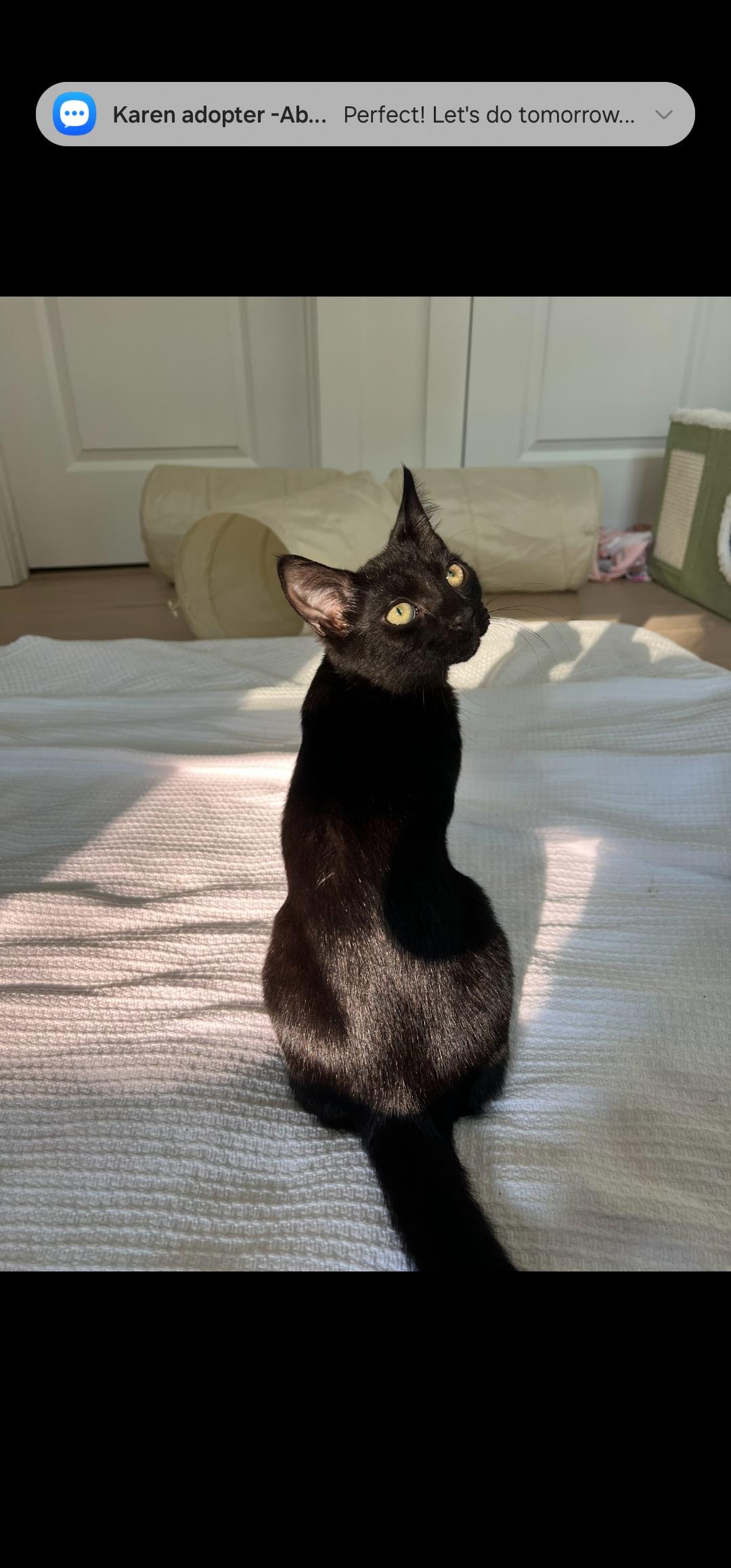 Enlarge Obsidian, a Adopted Domestic Short Hair in Smyrna, GA image 3/4