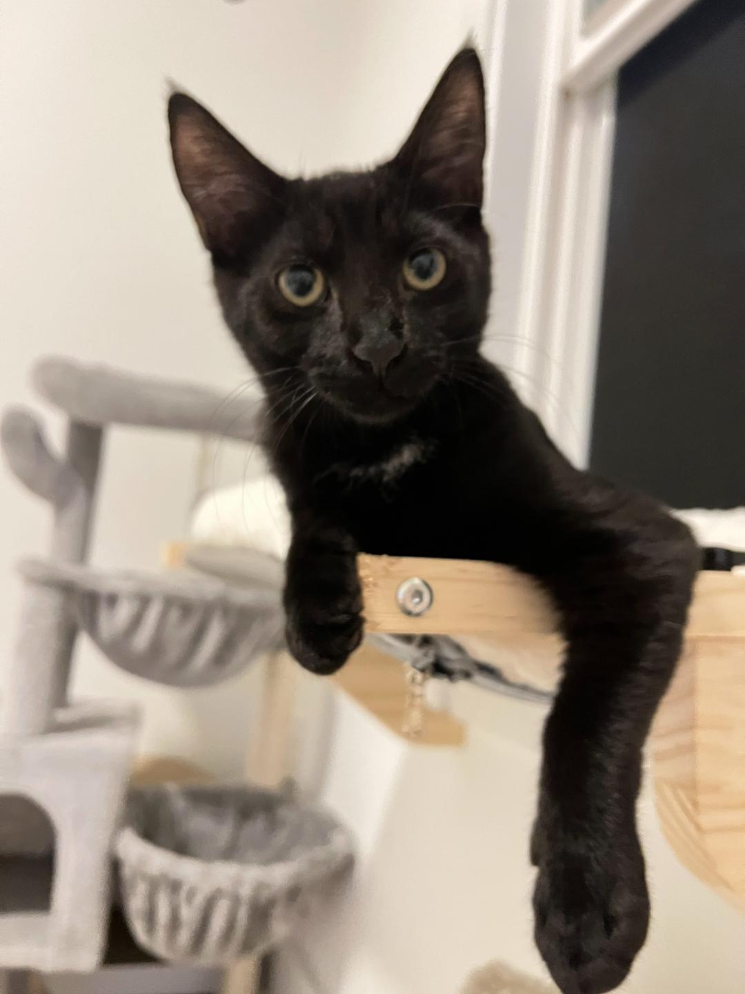 Enlarge Obsidian, a Adopted Domestic Short Hair in Smyrna, GA image 4/4