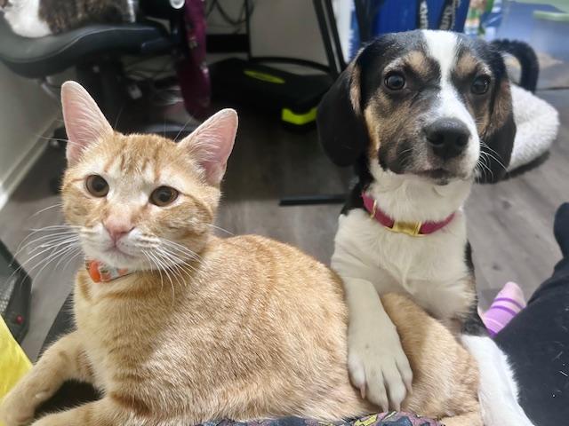 Enlarge Bonnie, a ADOPTABLE mixed breed in Memphis, TN image 2/3