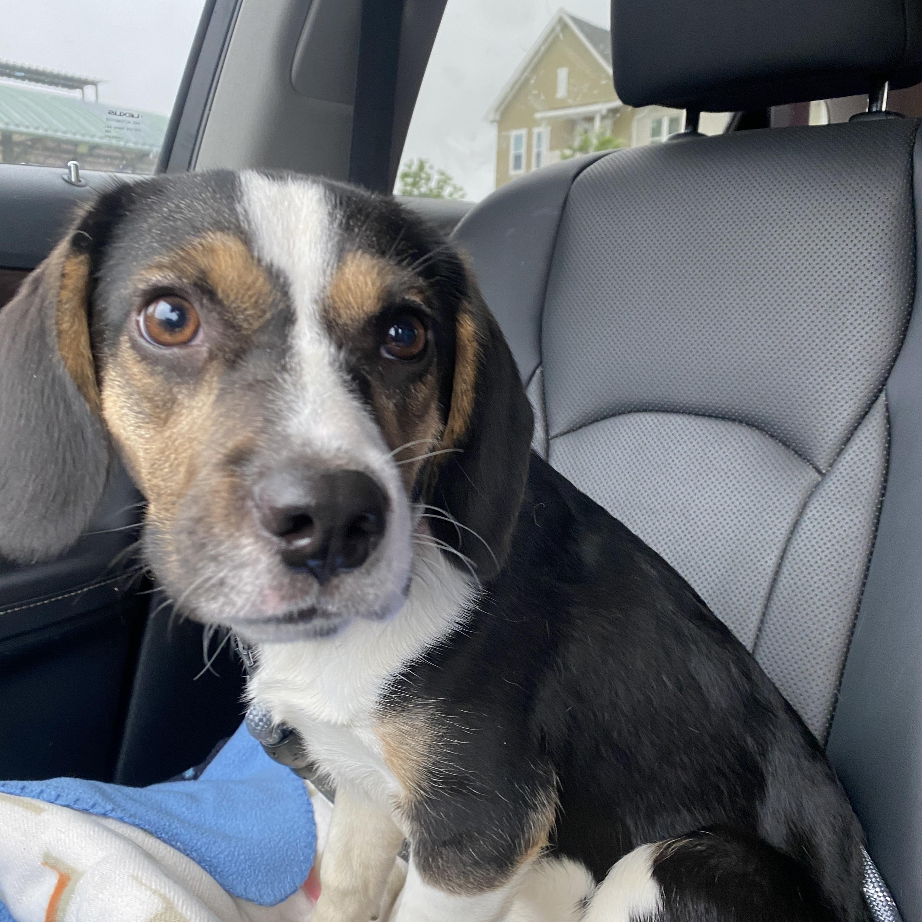 Bonnie, ADOPTABLE, Young Female Beagle.