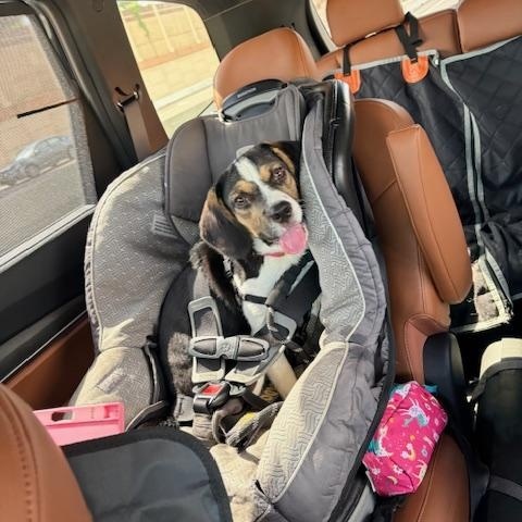 Enlarge Bonnie, a ADOPTABLE mixed breed in Memphis, TN image 3/3