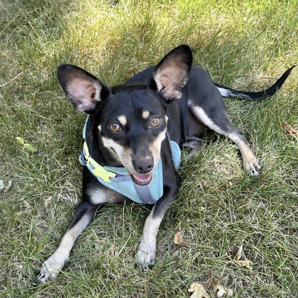 Mochi, a ADOPTABLE mixed breed in Boulder, CO image 2/4