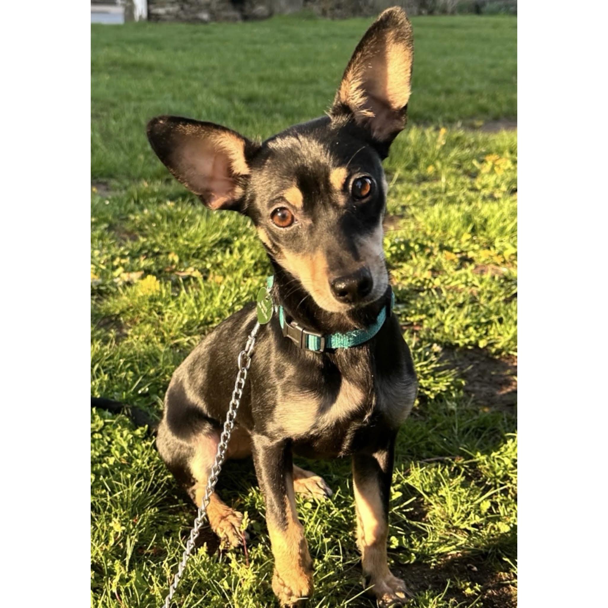 Mochi, ADOPTABLE, Young Female Dachshund & Chihuahua.