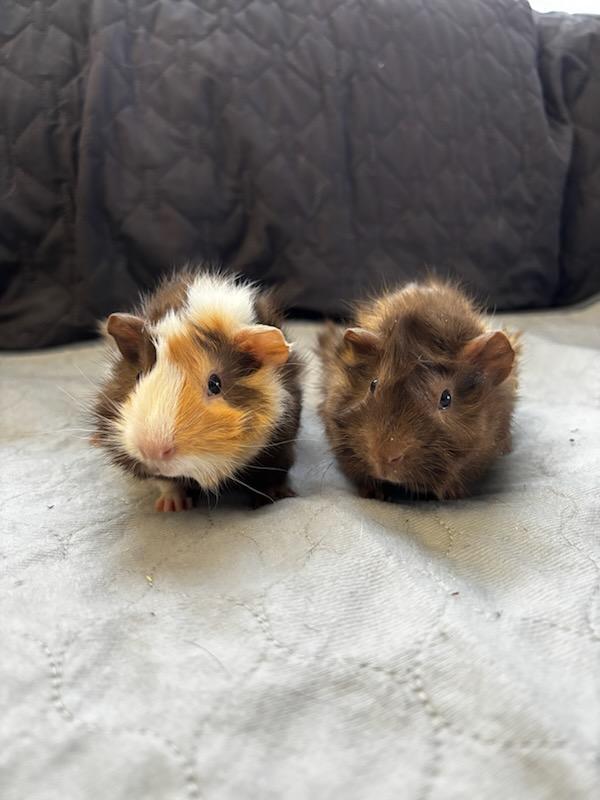 Chicken Little + Wallaby , adopted, Young Male Abyssinian.