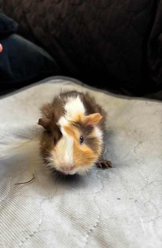 Chicken Little + Wallaby , an adopted Abyssinian in Sauk Village, IL image 2/4