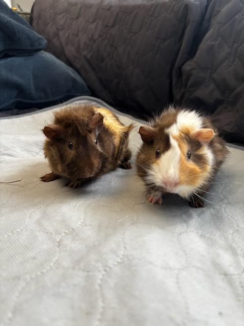 Chicken Little + Wallaby , an adopted Abyssinian in Sauk Village, IL image 4/4