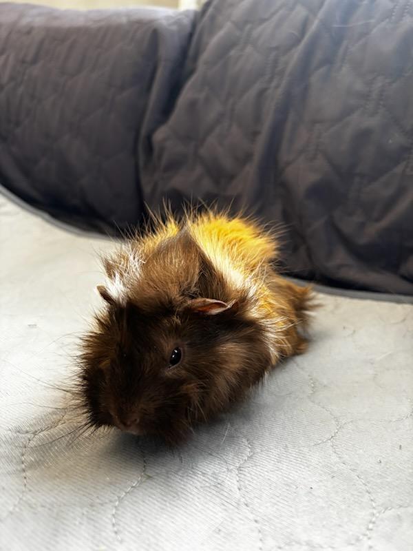 Chicken Little + Wallaby , an adopted Abyssinian in Sauk Village, IL image 3/4