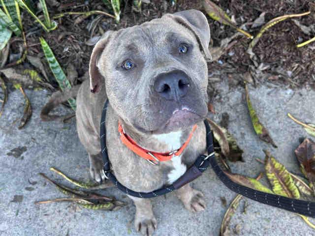 A1946894, Adoptable, Young Male Pit Bull Terrier.