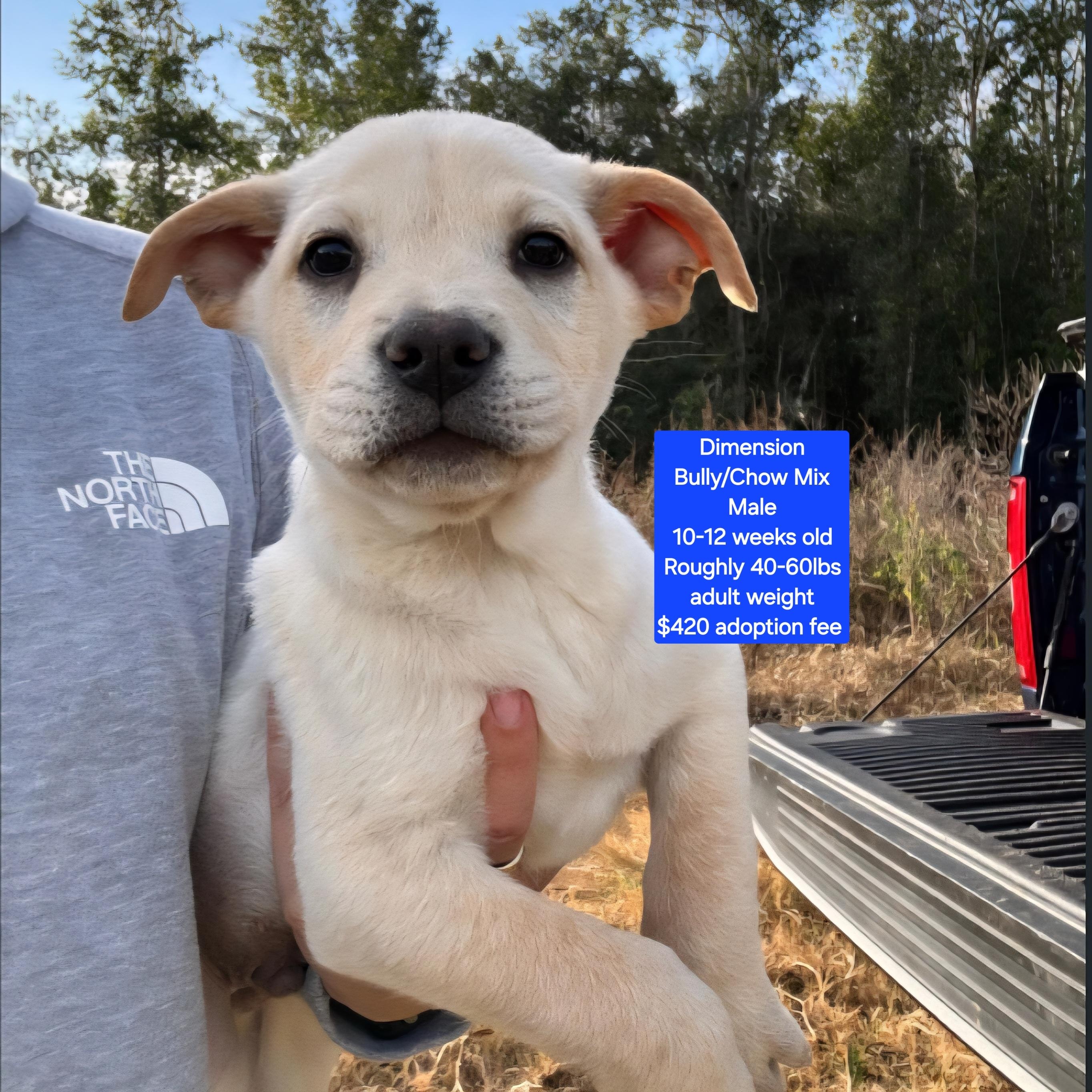 Dimension, ADOPTABLE, Puppy Male American Bully & Chow Chow.