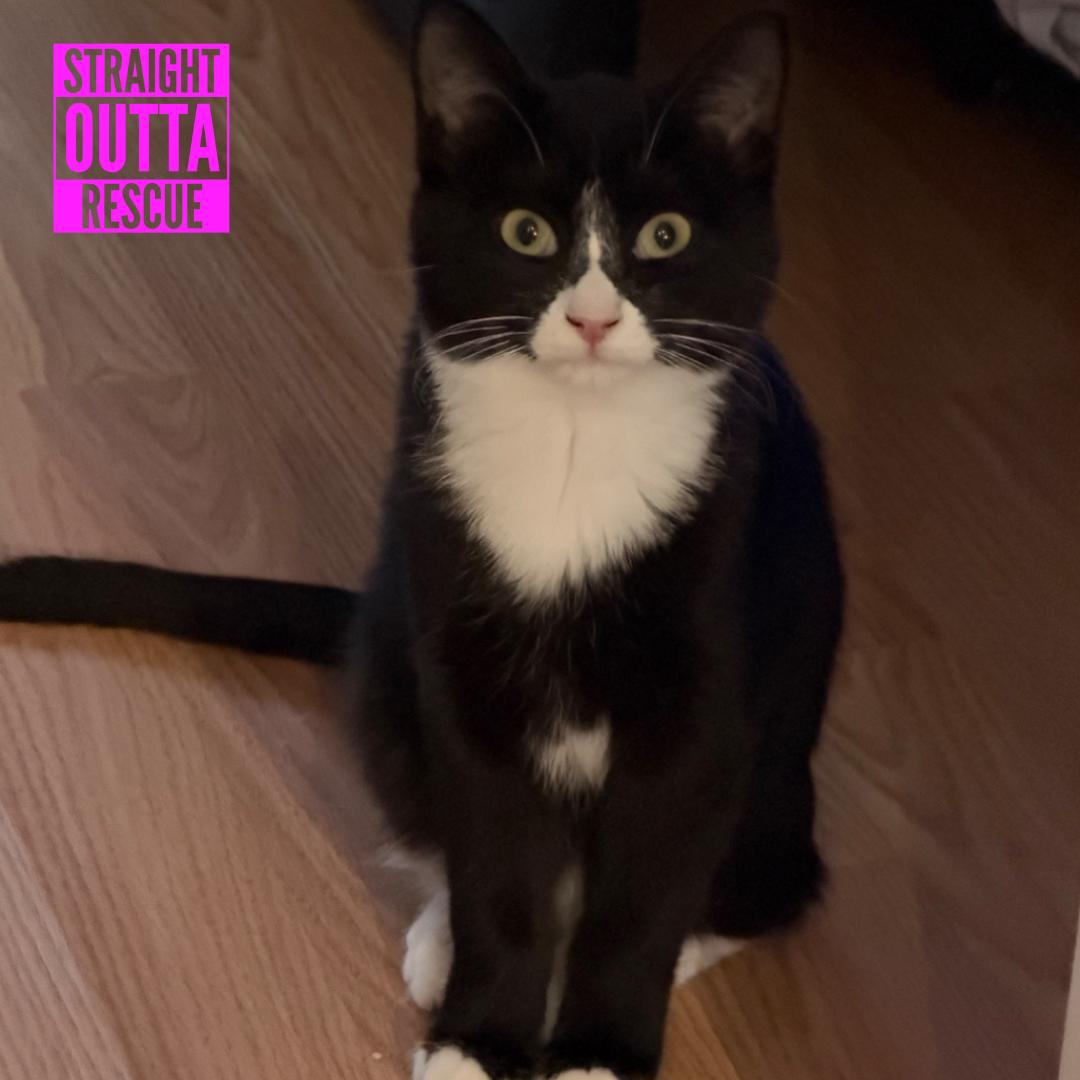 Olivia, Adoptable, Kitten Female Domestic Short Hair.