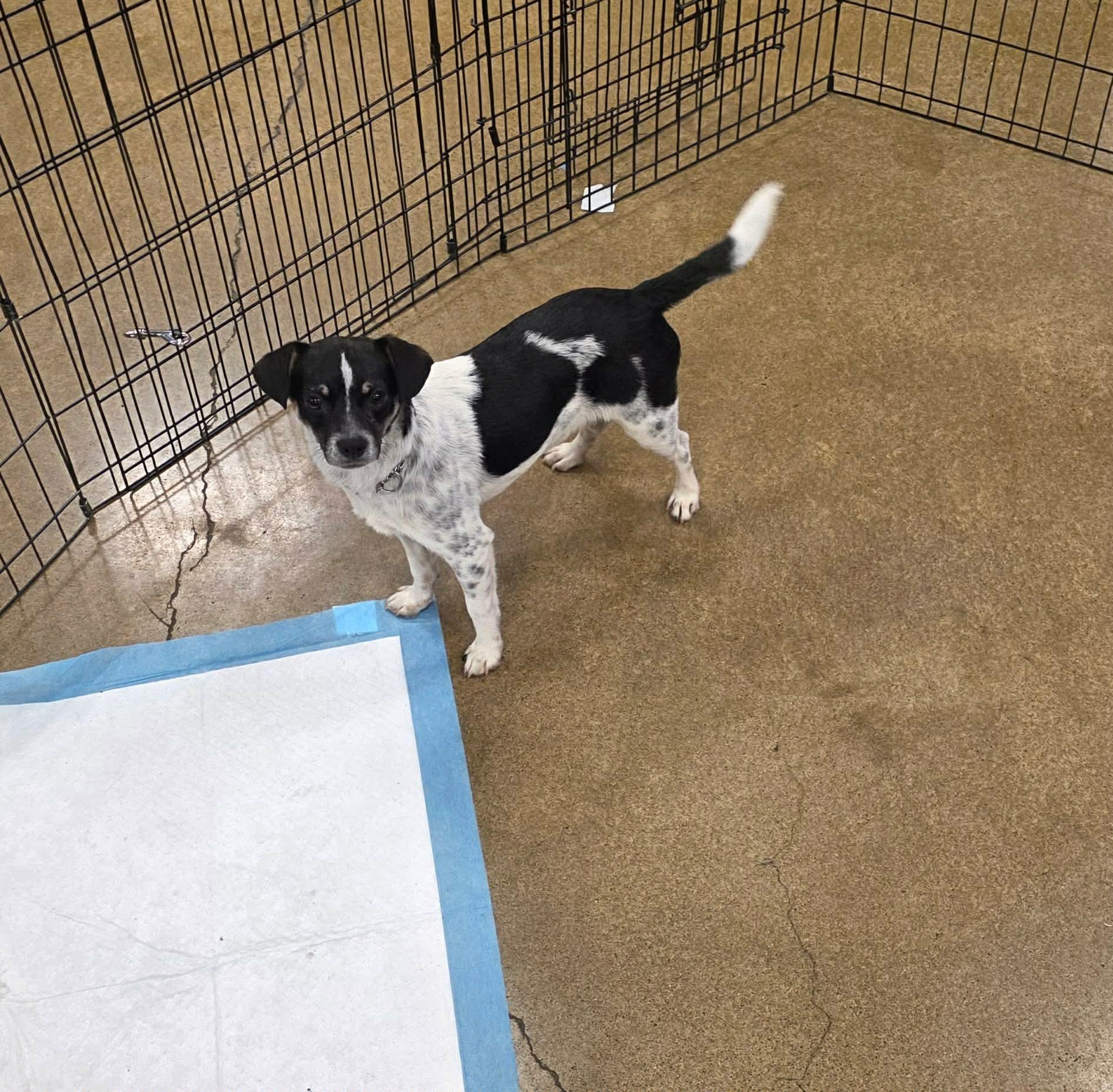 Enlarge Fuego , a ADOPTABLE mixed breed in Eugene, OR image 4/5