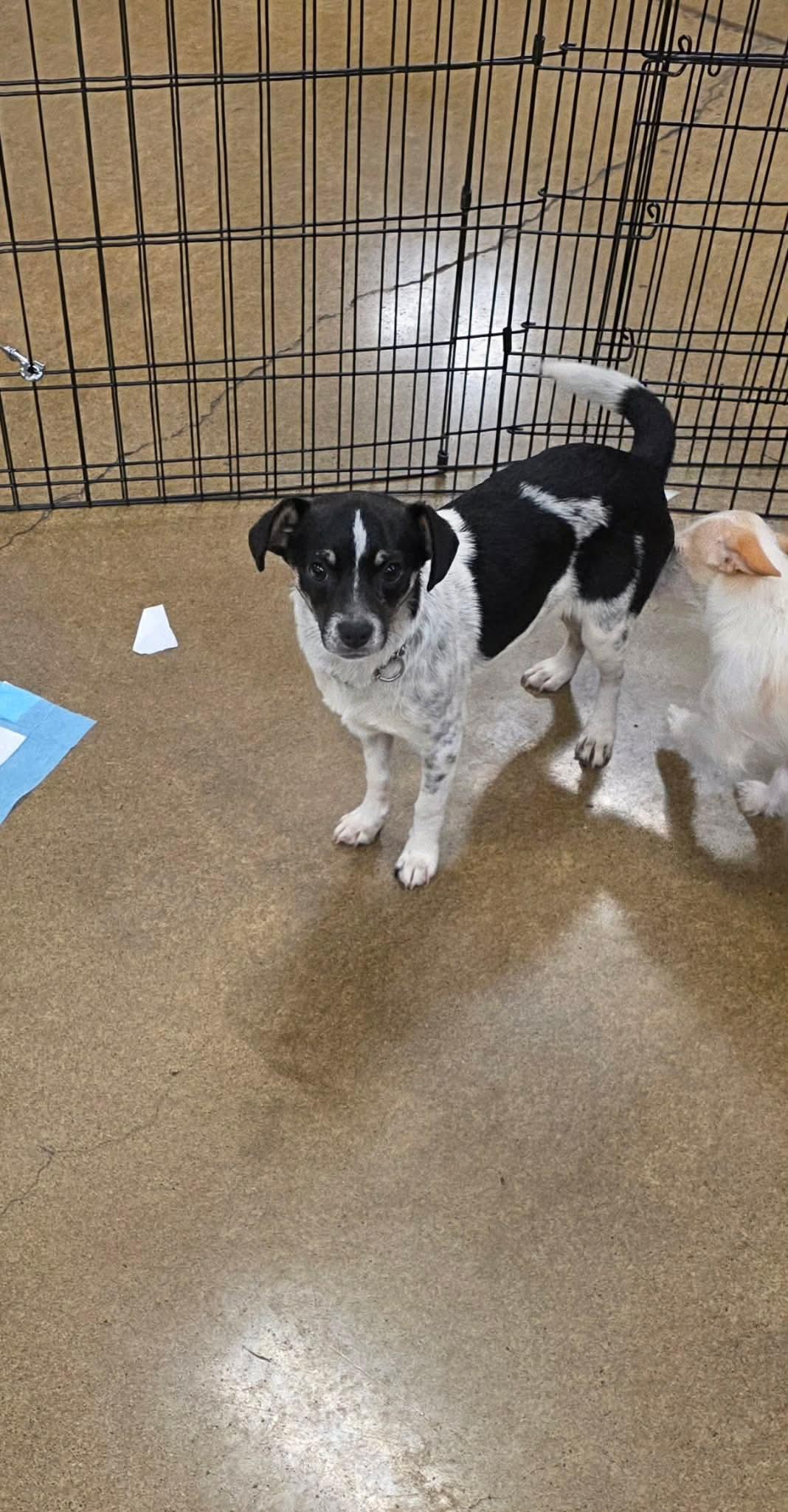 Enlarge Fuego , a ADOPTABLE mixed breed in Eugene, OR image 5/5