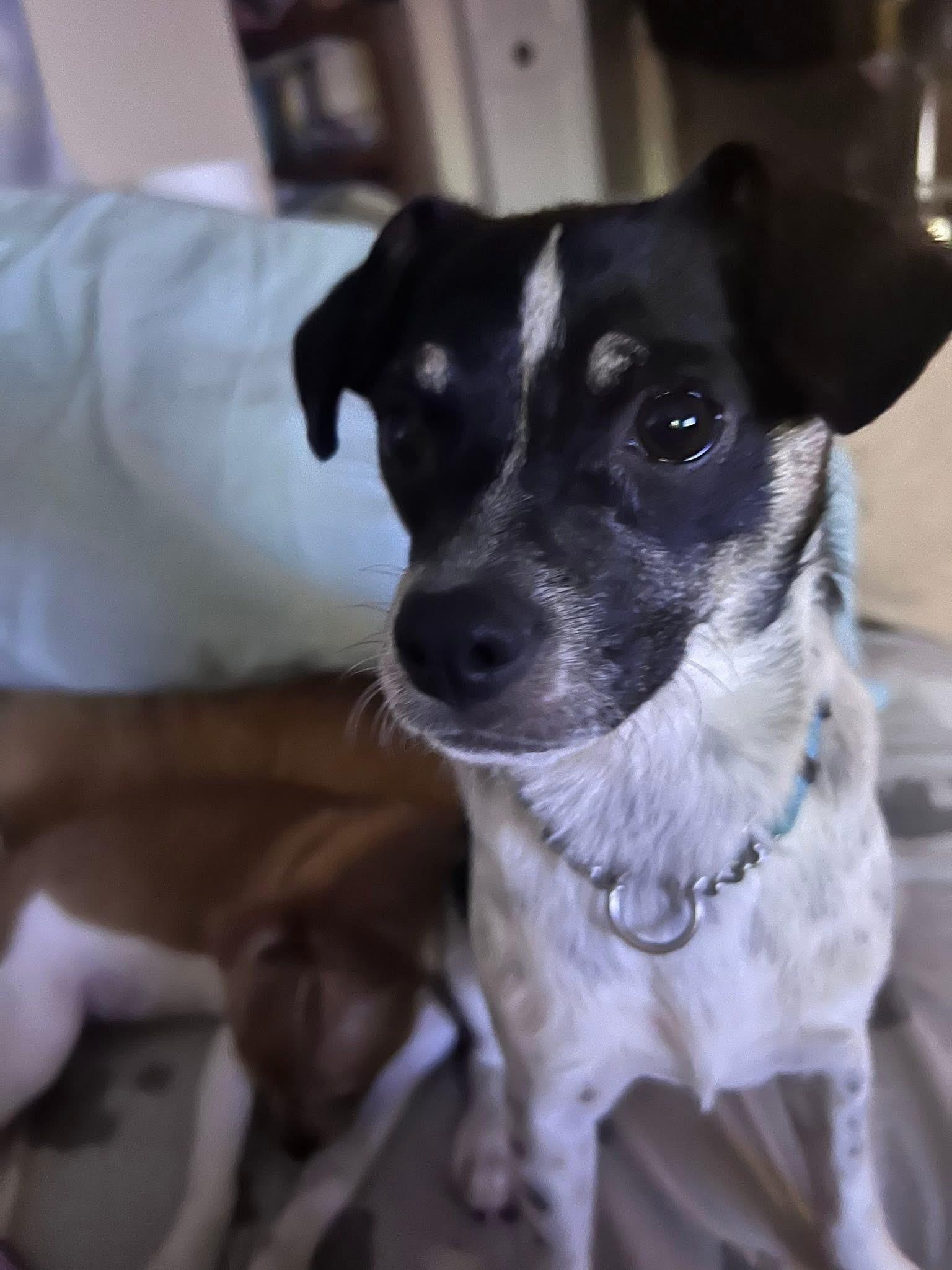 Fuego , ADOPTABLE, Adult Male Rat Terrier.