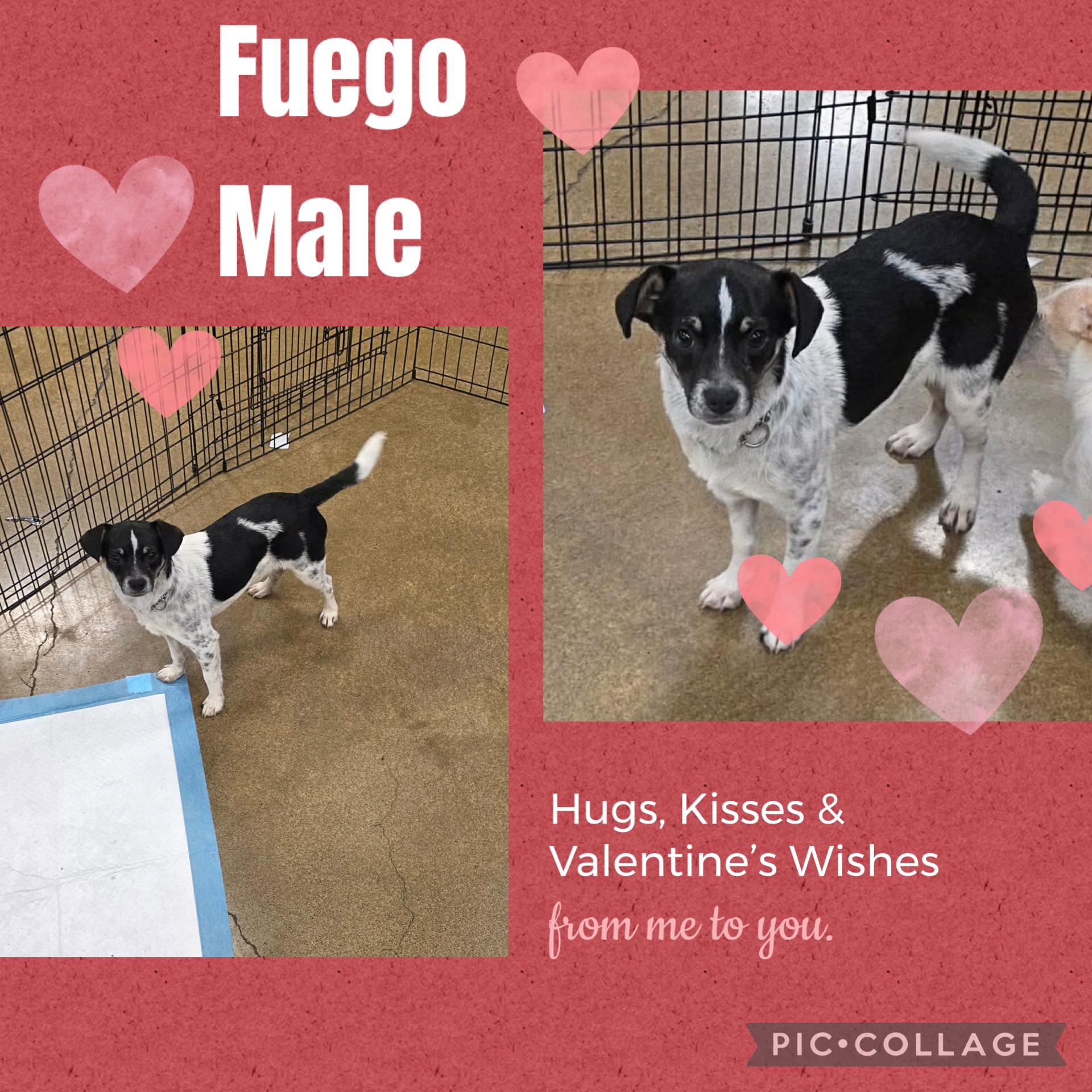 Enlarge Fuego , a ADOPTABLE mixed breed in Eugene, OR image 2/5