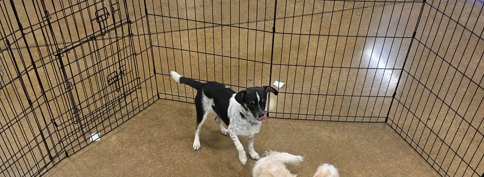 Enlarge Fuego , a ADOPTABLE mixed breed in Eugene, OR image 1/5