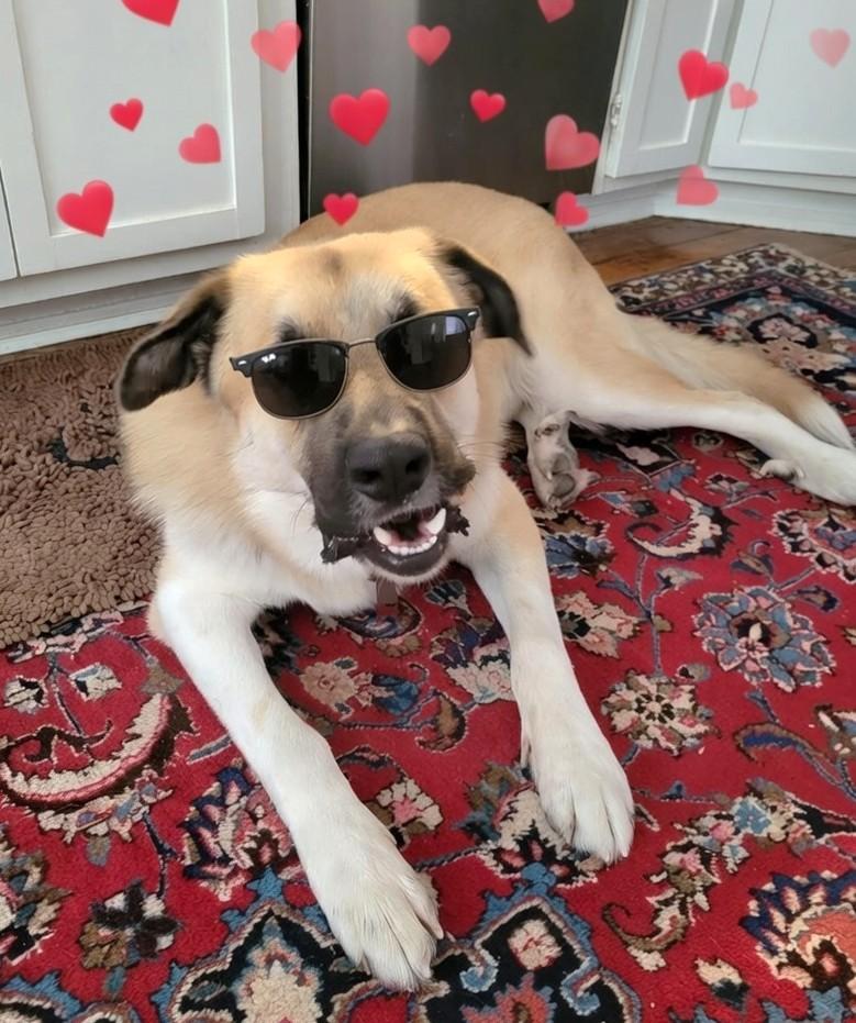 Enlarge Bernie, a ADOPTABLE Anatolian Shepherd in Mississauga, ON image 1/6