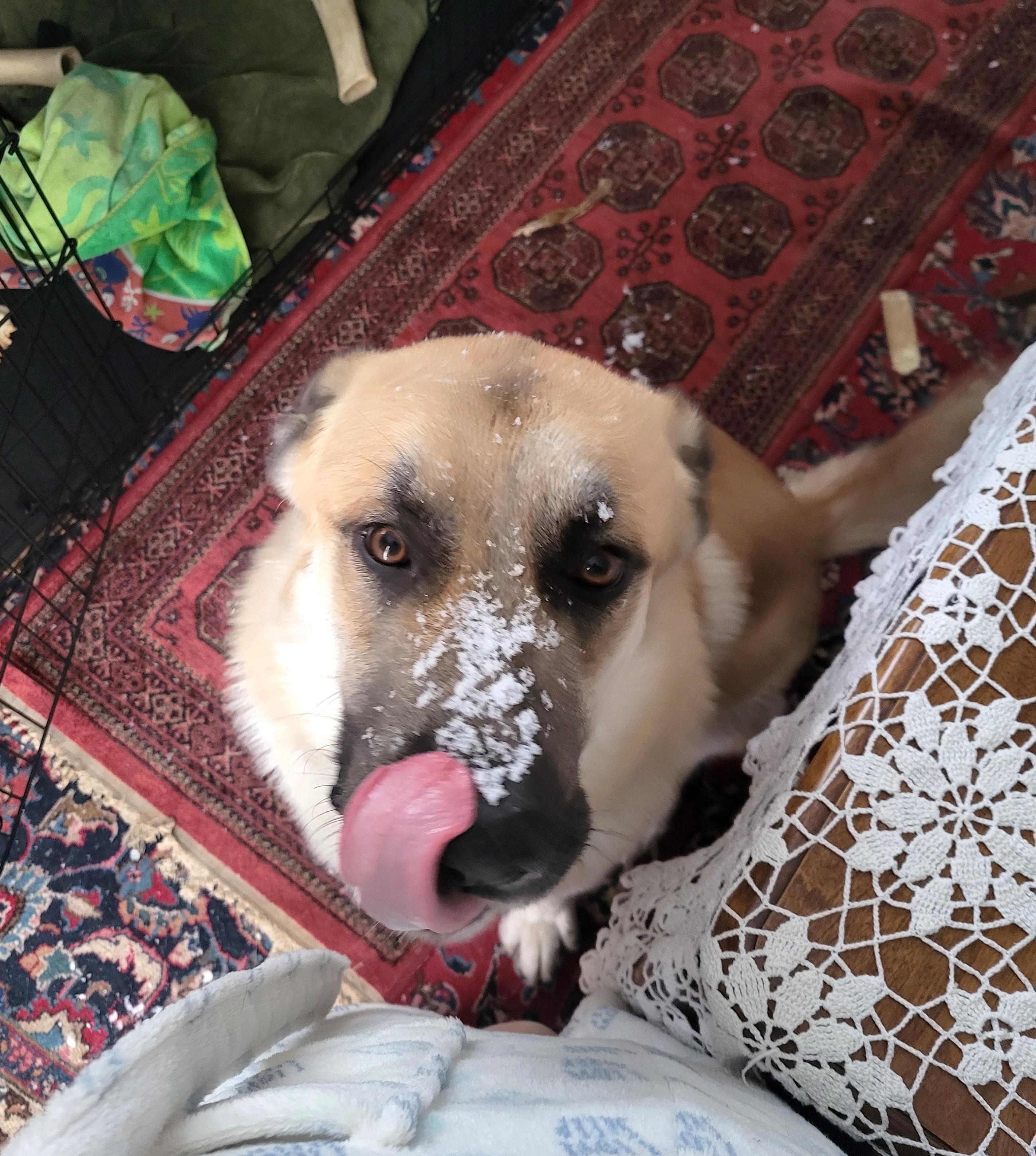 Enlarge Bernie, a ADOPTABLE Anatolian Shepherd in Mississauga, ON image 6/6