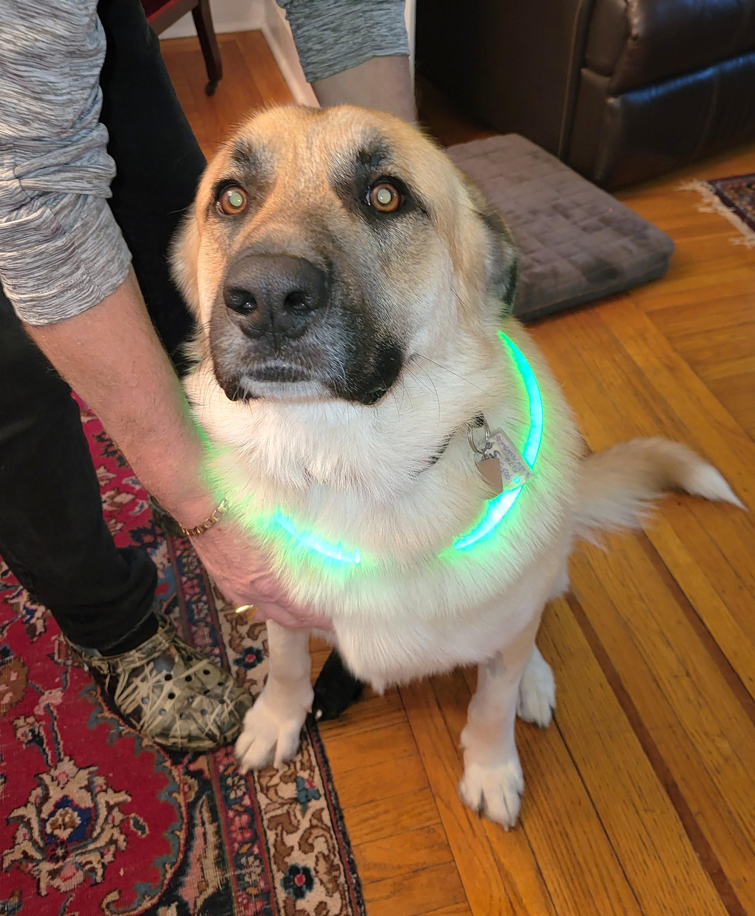 Enlarge Bernie, a ADOPTABLE Anatolian Shepherd in Mississauga, ON image 3/6