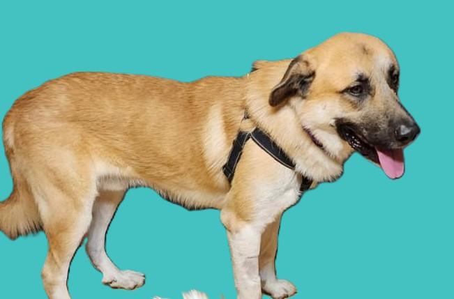 Enlarge Bernie, a ADOPTABLE Anatolian Shepherd in Mississauga, ON image 2/6
