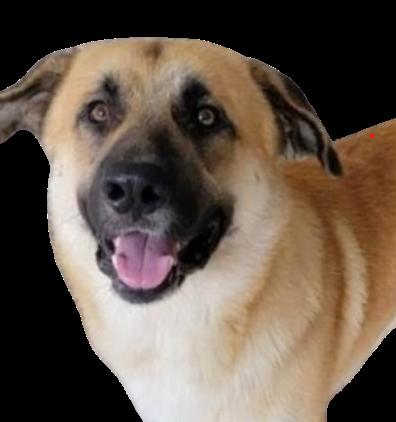 Enlarge Bernie, a ADOPTABLE Anatolian Shepherd in Mississauga, ON image 4/6