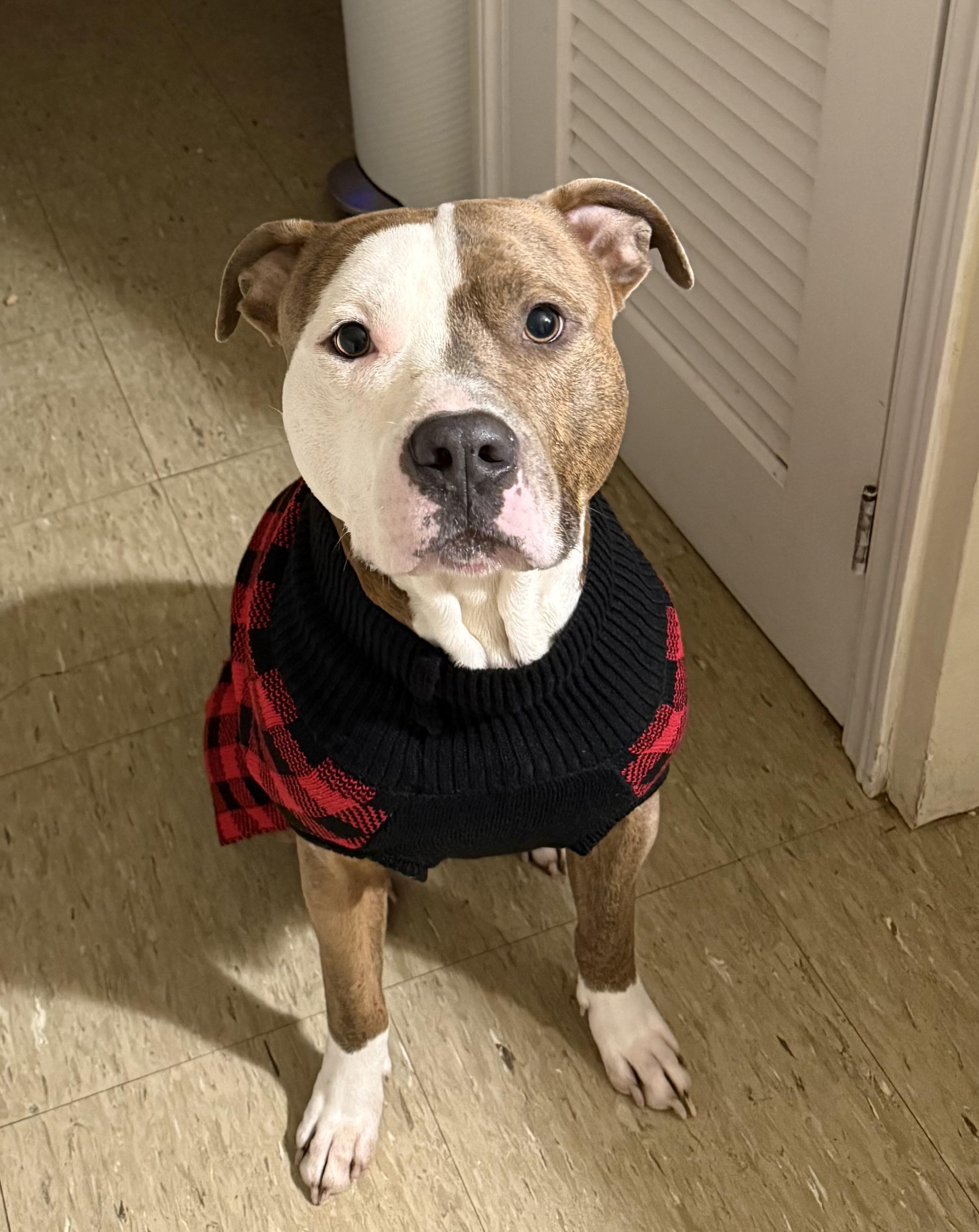 Enlarge Kingston, an adoptable Pit Bull Terrier in Nutting Lake, MA image 1/4