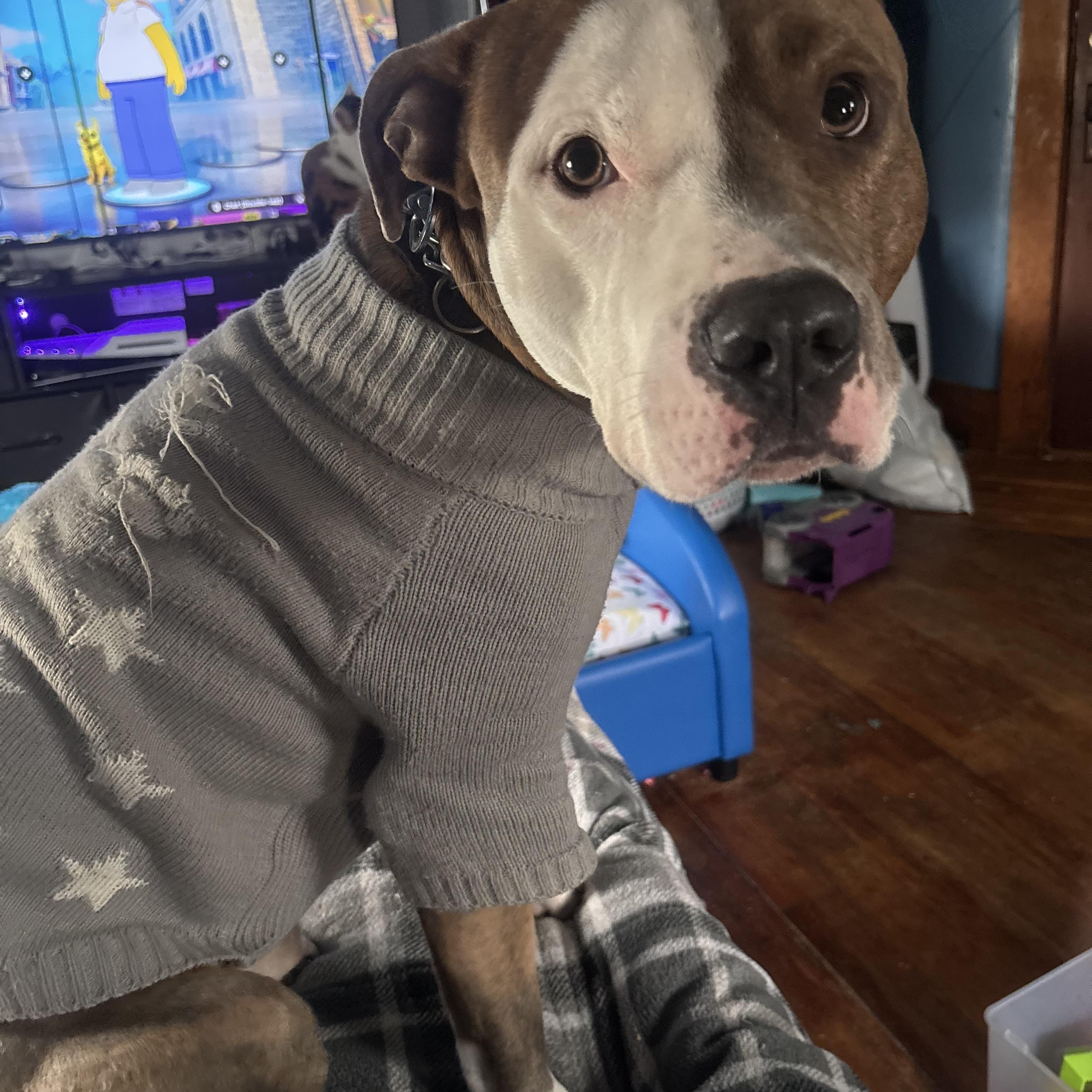 Enlarge Kingston, an adoptable Pit Bull Terrier in Nutting Lake, MA image 2/4