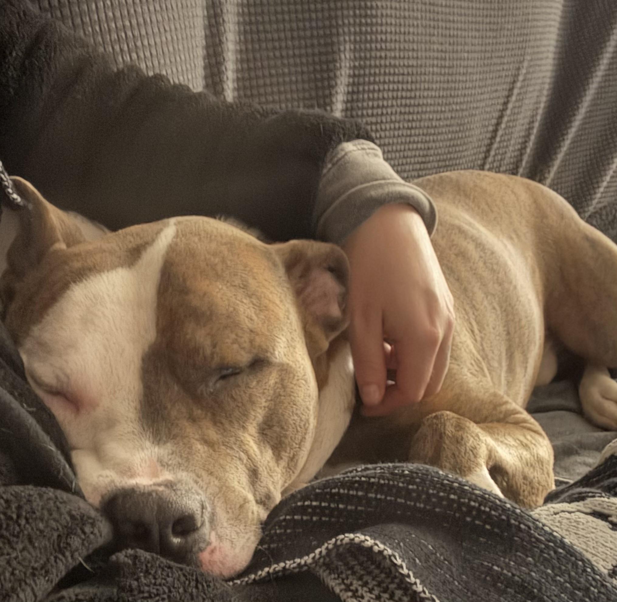 Enlarge Kingston, an adoptable Pit Bull Terrier in Nutting Lake, MA image 3/5