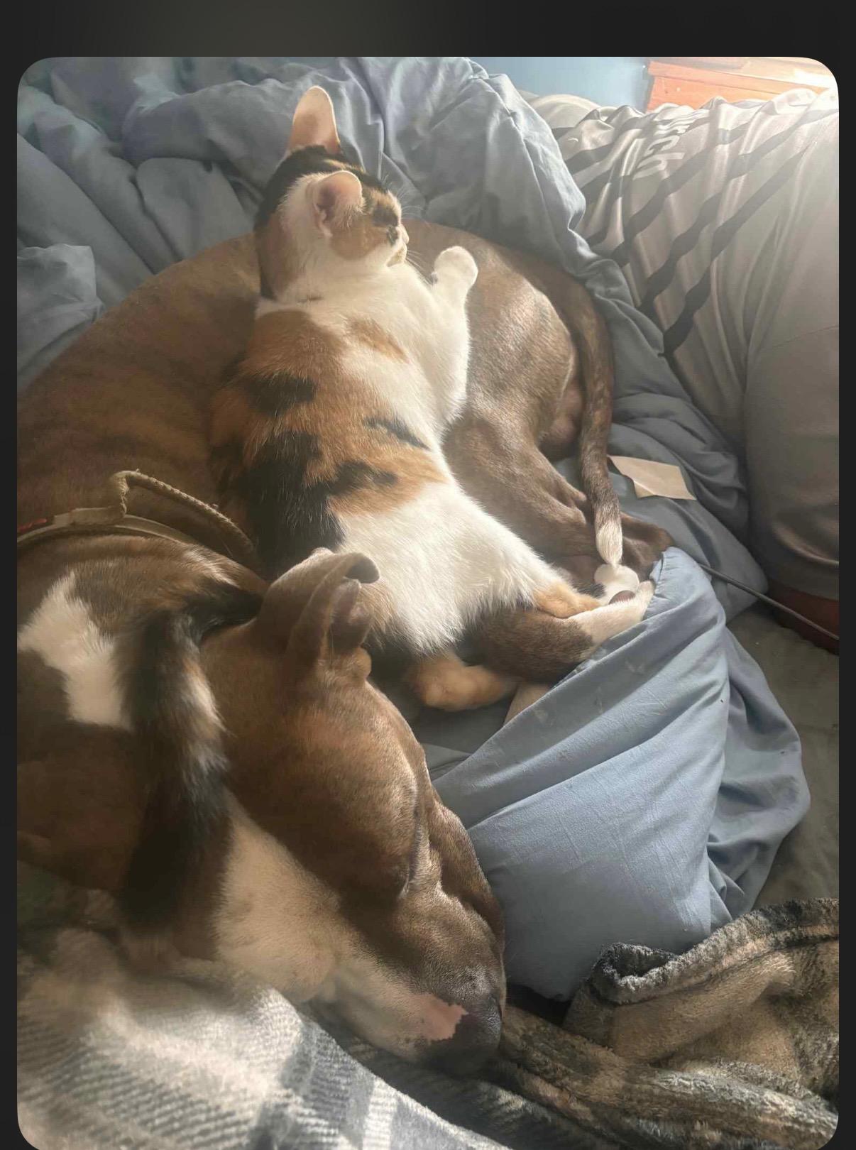 Enlarge Kingston, an adoptable Pit Bull Terrier in Nutting Lake, MA image 3/4