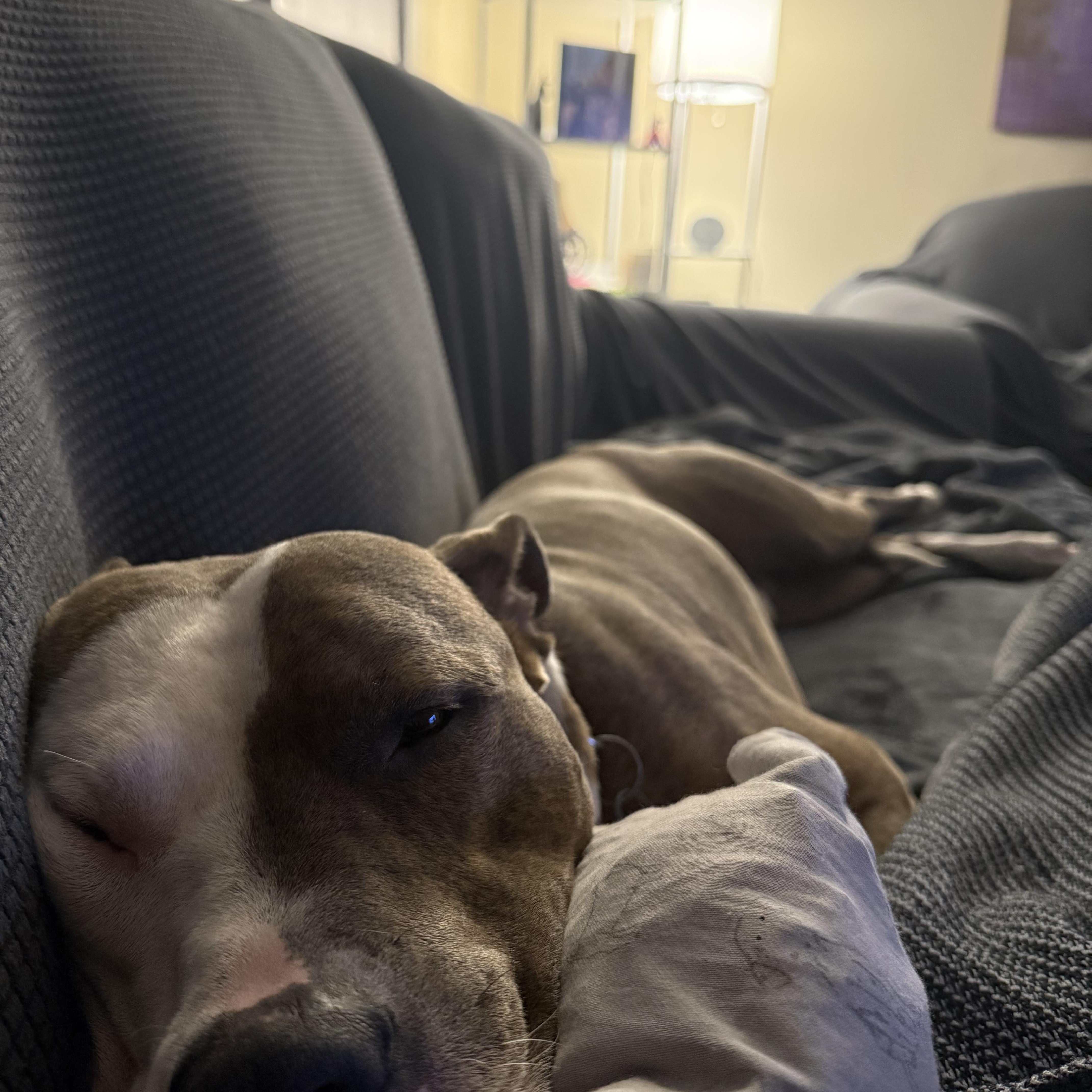 Enlarge Kingston, an adoptable Pit Bull Terrier in Nutting Lake, MA image 4/5