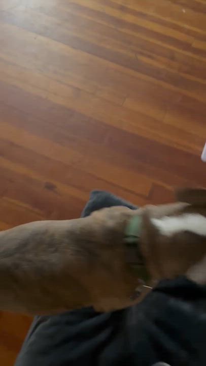 Enlarge Kingston, an adoptable Pit Bull Terrier in Nutting Lake, MA video 5/5