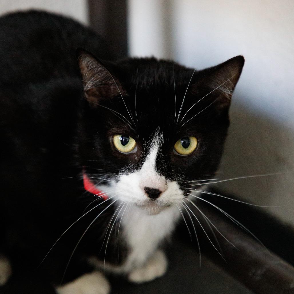 Enlarge Mimsy, a Adoptable mixed breed in Tampa, FL image 1/3