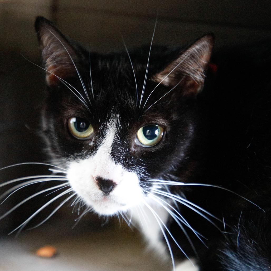 Enlarge Mimsy, a Adoptable mixed breed in Tampa, FL image 2/3