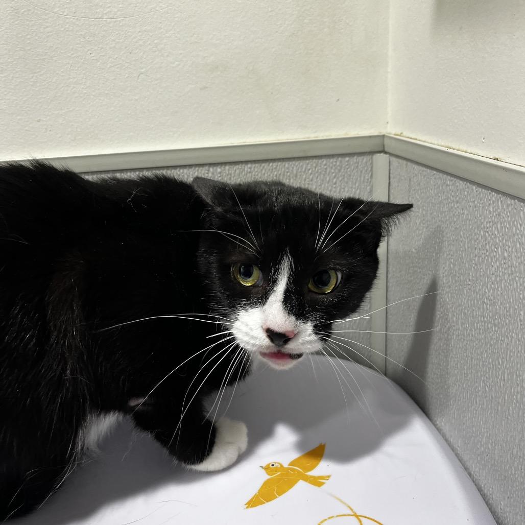 Enlarge Mimsy, a Adoptable mixed breed in Tampa, FL image 3/3