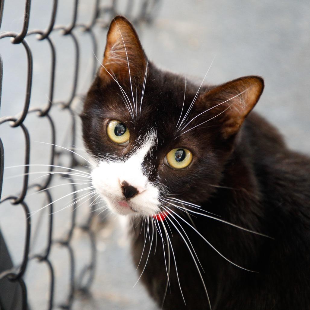 Enlarge Mimsy, a Adoptable mixed breed in Tampa, FL image 4/5