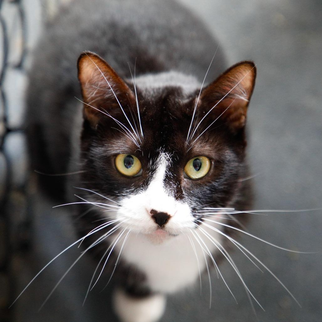 Enlarge Mimsy, a Adoptable mixed breed in Tampa, FL image 5/5