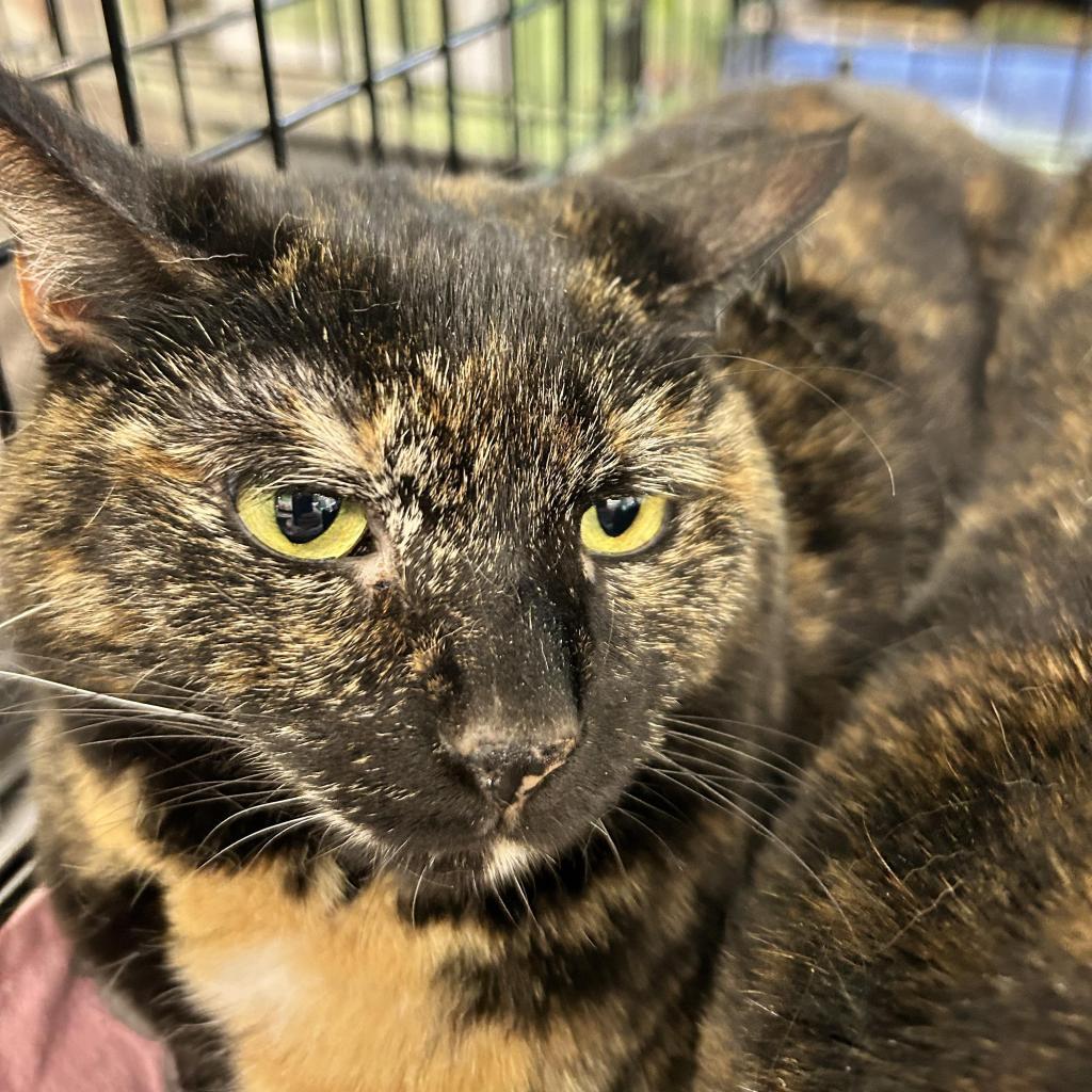 Camilla, Adoptable, Adult Female Domestic Short Hair.