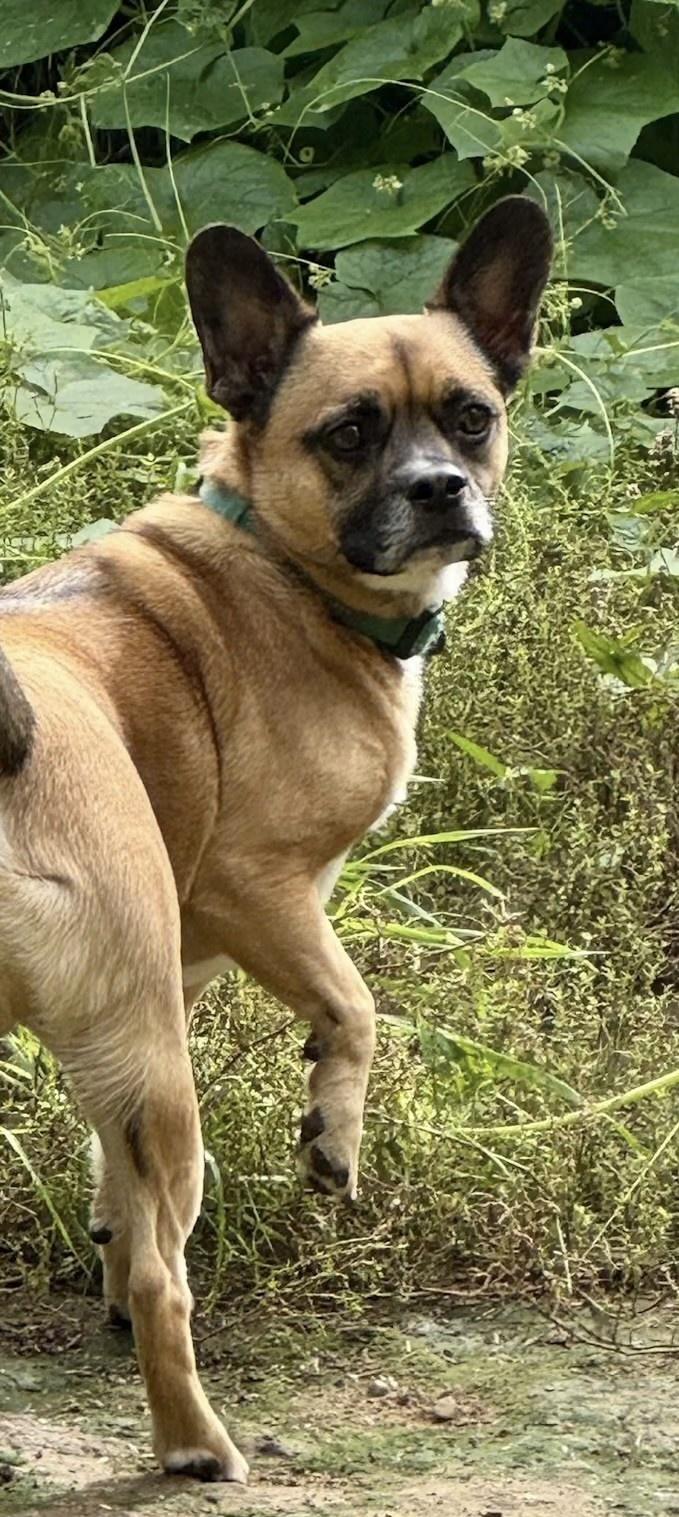 Enlarge Beau - COURTESY POST, a Adoptable mixed breed in Bancroft, ON image 3/4