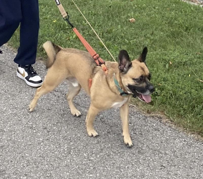 Enlarge Beau - COURTESY POST, a Adoptable mixed breed in Bancroft, ON image 2/4