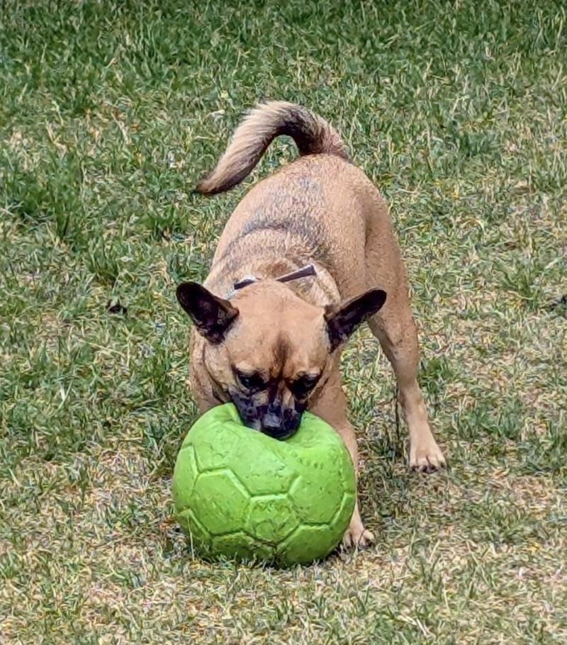 Enlarge Beau - COURTESY POST, a Adoptable mixed breed in Bancroft, ON image 4/4