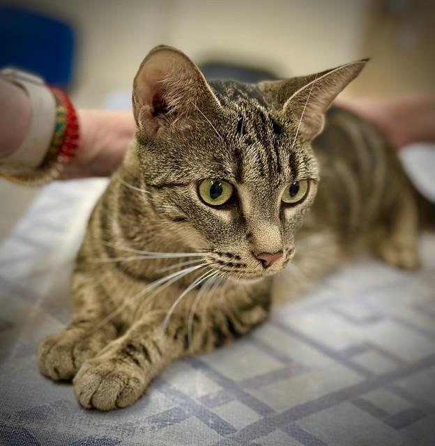 Eliza- 52369, ADOPTABLE, Adult Female Bengal.