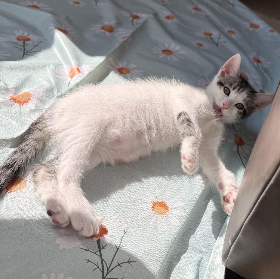 Enlarge Megan, a Adoptable Domestic Short Hair in Houston, TX image 2/3